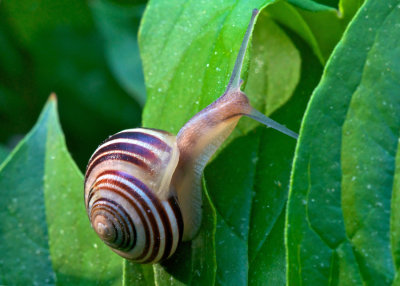 Snail on Peony