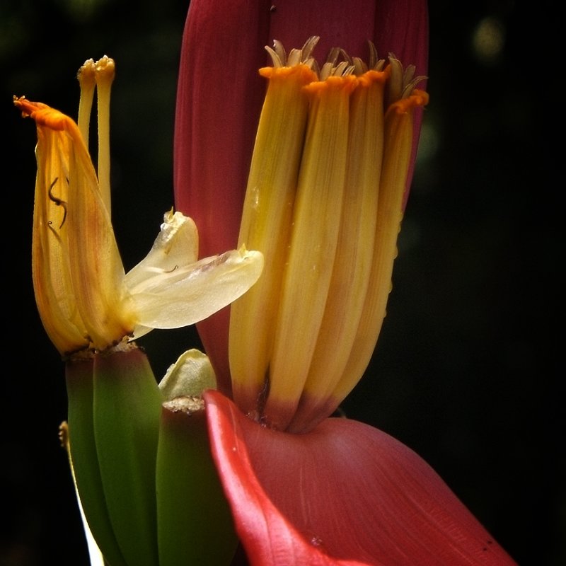 Banana Flower 3