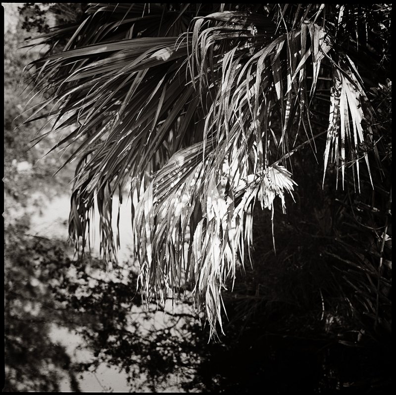 Palm Fronds Light Sepia