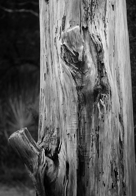 Dead Pine Detail
