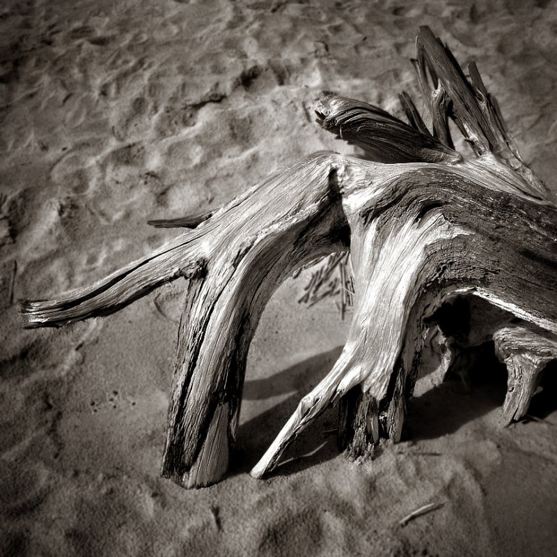 Folly Beach #12