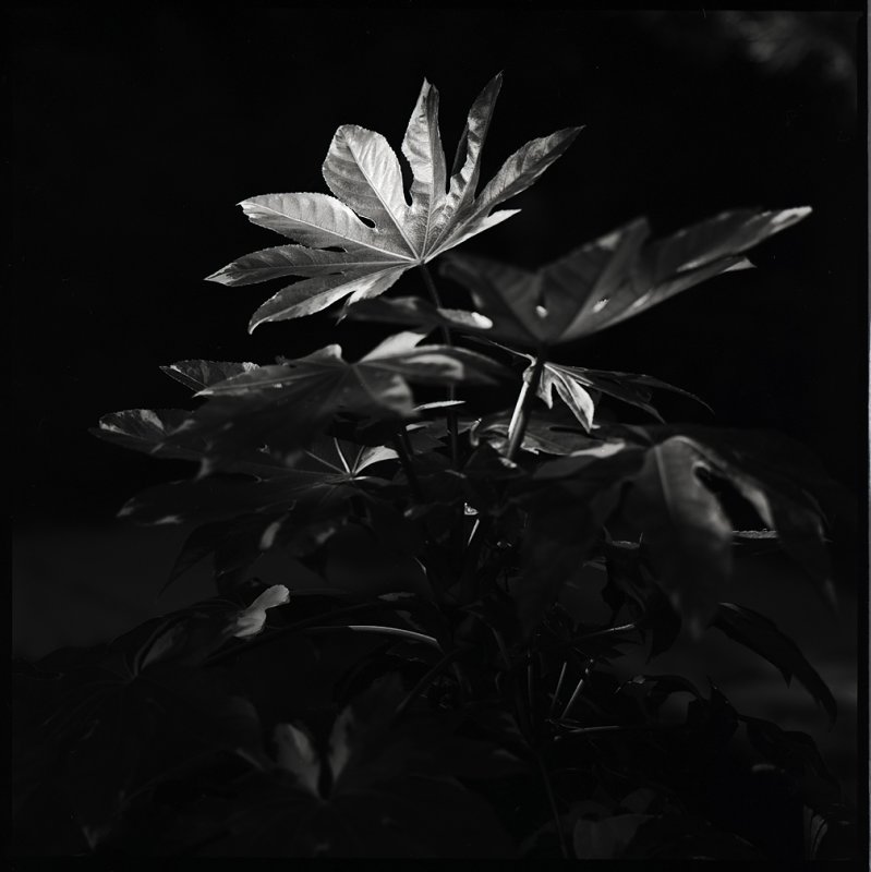 'Fatsia Japonica'