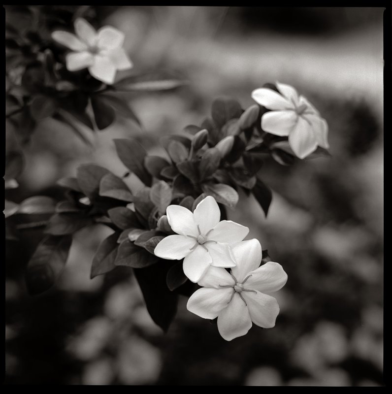 Gardenia 1