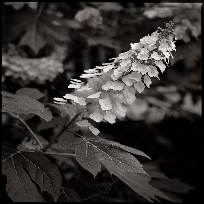 Oak Leaf Hydrangea 1