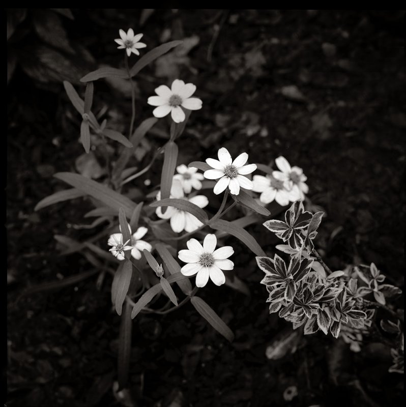 Narrow Leaf Zinnia 1