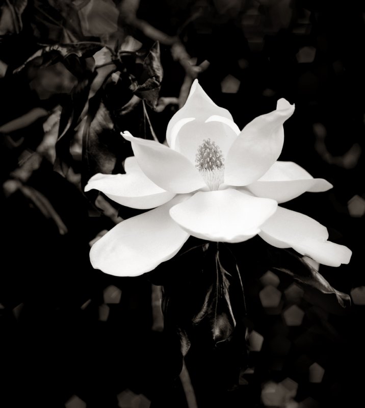 Magnolia 2