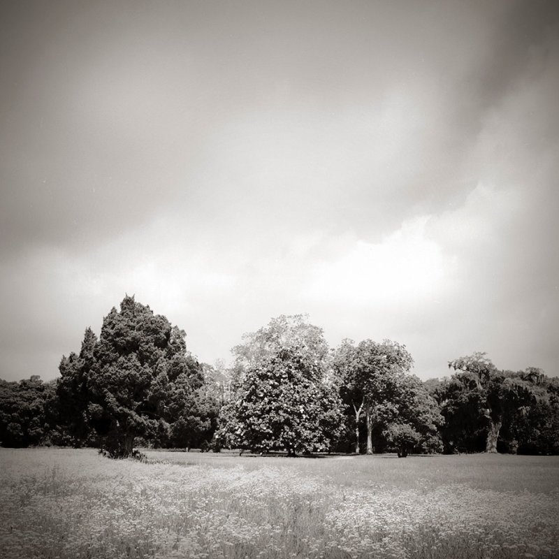 Copse and Wildflowers 2