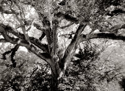 Shadow Story #4