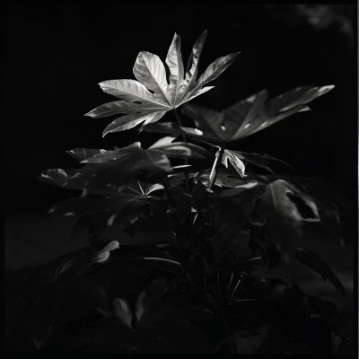 Fatsia Japonica