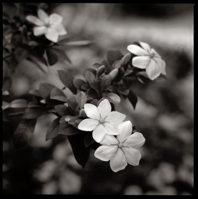 Gardenia 1