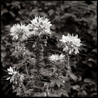 Cleome 1