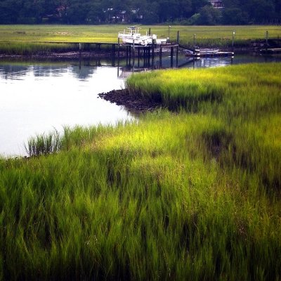 Shem Creek Tidal