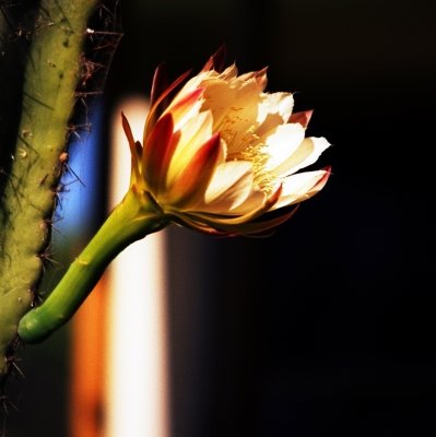 Night Cactus Bloom