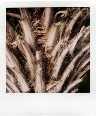 Frond or Faux?