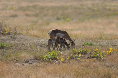 Flathead Basin 07-26-08 2736