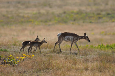 Flathead Basin 07-26-08 2741