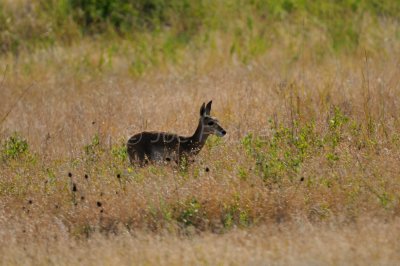 Flathead Basin 07-26-08 2750