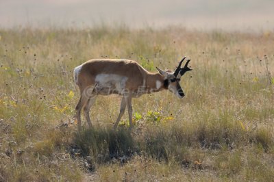 Flathead Basin 07-26-08 2752
