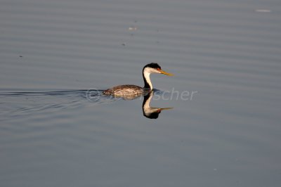 Flathead Basin 07-26-08 2825