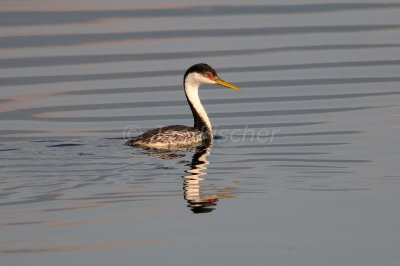 Flathead Basin 07-26-08 2855A