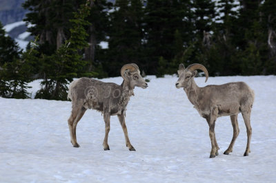 Glacier NP 07-12-08 0107