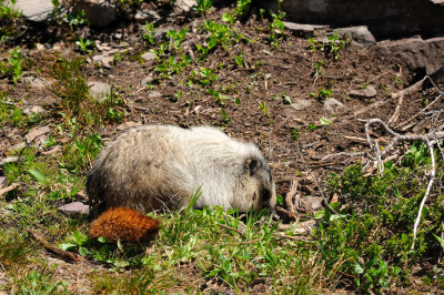 Glacier NP 07-12-08 0208