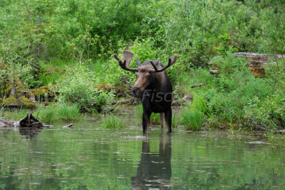 Glacier NP 07-15-08 0681