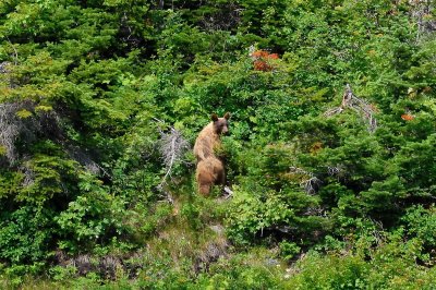 Glacier NP 07-16-08 0889A