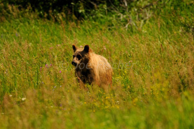 Glacier NP 07-18-08 1262