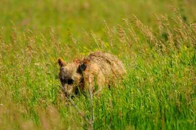 Glacier NP 07-18-08 1264