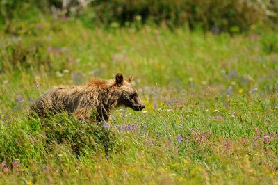 Glacier NP 07-18-08 1271