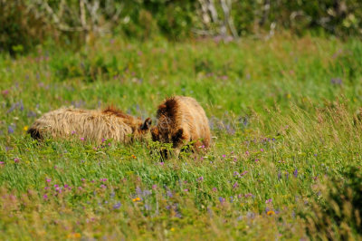 Glacier NP 07-18-08 1273