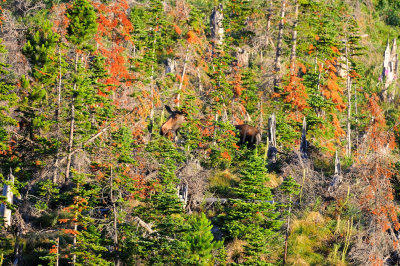 Glacier NP 07-25-08 2459