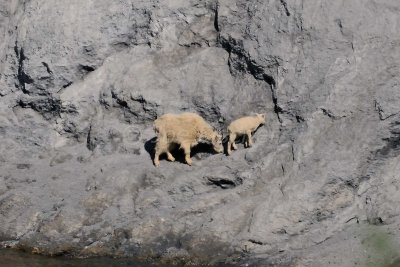 Glacier NP 07-25-08 2520A