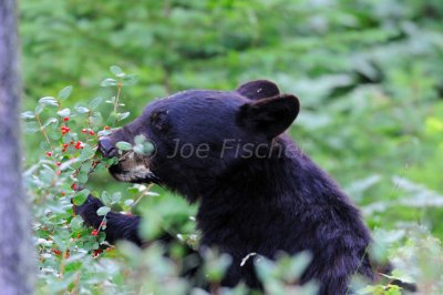 Waterton NP 07-19-08 1372