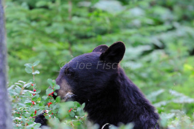 Waterton NP 07-19-08 1377