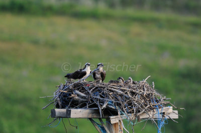 Waterton NP 07-22-08 1776