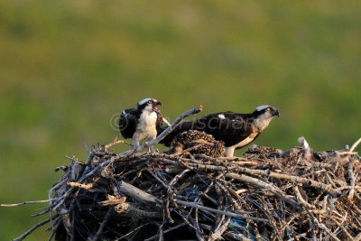 Waterton NP 07-22-08 1786A