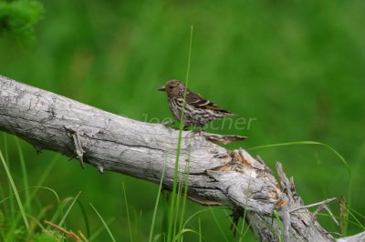 Waterton NP 07-22-08 1866