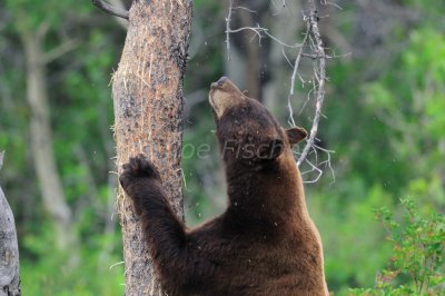 Wildlife of Glacier and Waterton Lakes