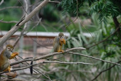 Tyler Caldwell Zoo 5-25-08 0216