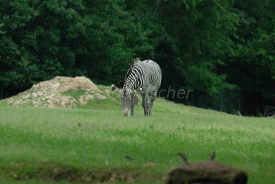 Tyler Caldwell Zoo 5-25-08 0243