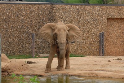 Tyler Caldwell Zoo 5-25-08 0251