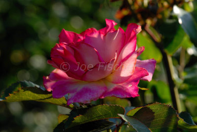 Tyler Rose Garden 5-25-08 0166