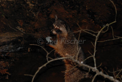 Tyler SP 05-24-08 0274