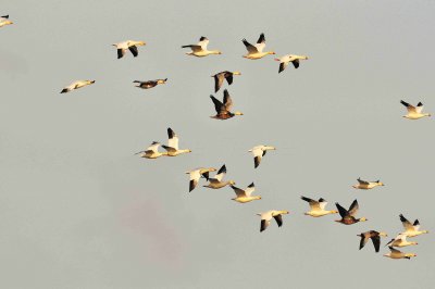 San Bernard NWR 01-02-09 0343