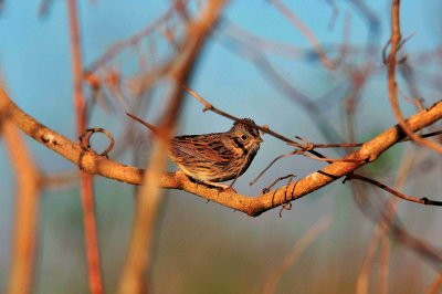 Attwater NWR 01-11-09 430