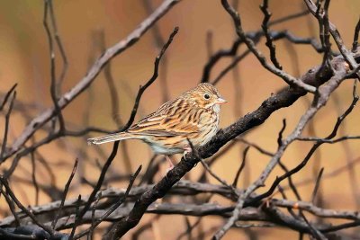 Attwater NWR 01-11-09 308