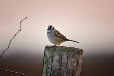 Attwater NWR 01-11-09 146