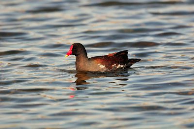 Brazos Bend SP 01-16-09 0422